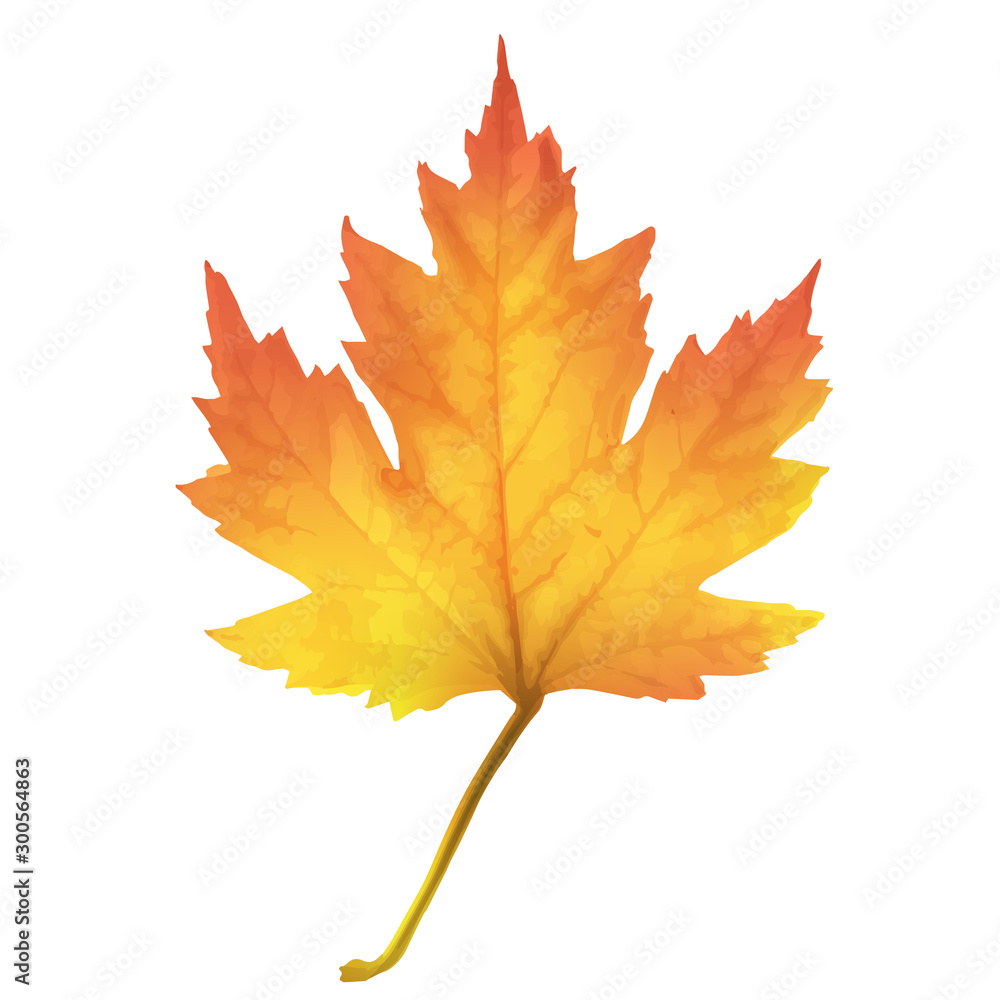 Realistic maple leaf isolated on white background Realistic maple leaf isolated on white background