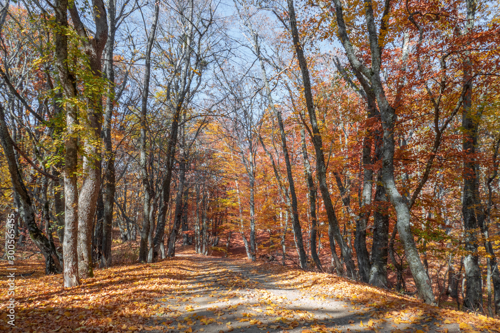 Fototapeta premium Autumn in the forest. Walkway in autumn park in sunlight. Landscape of autumn park, old trees with falling leaves in autumn sunlight 