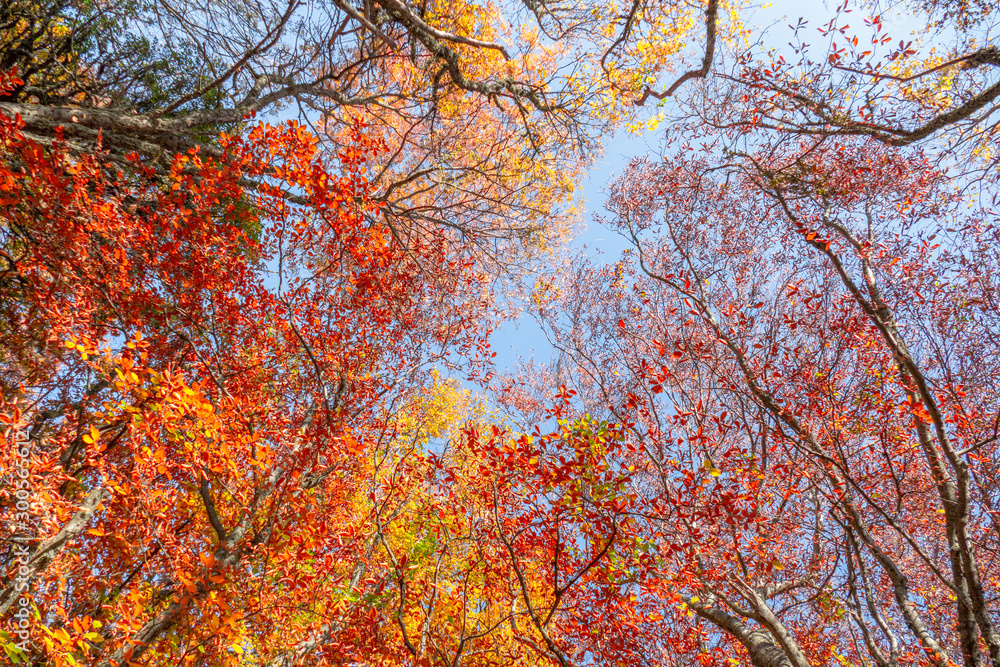 Tree branches with multicolored autumn leaves on blue sky background Tree branches with multicolored autumn leaves on blue sky background