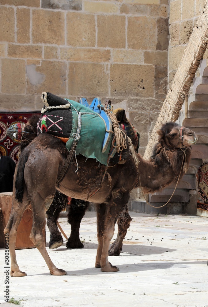 Naklejka premium A camel in the yard.