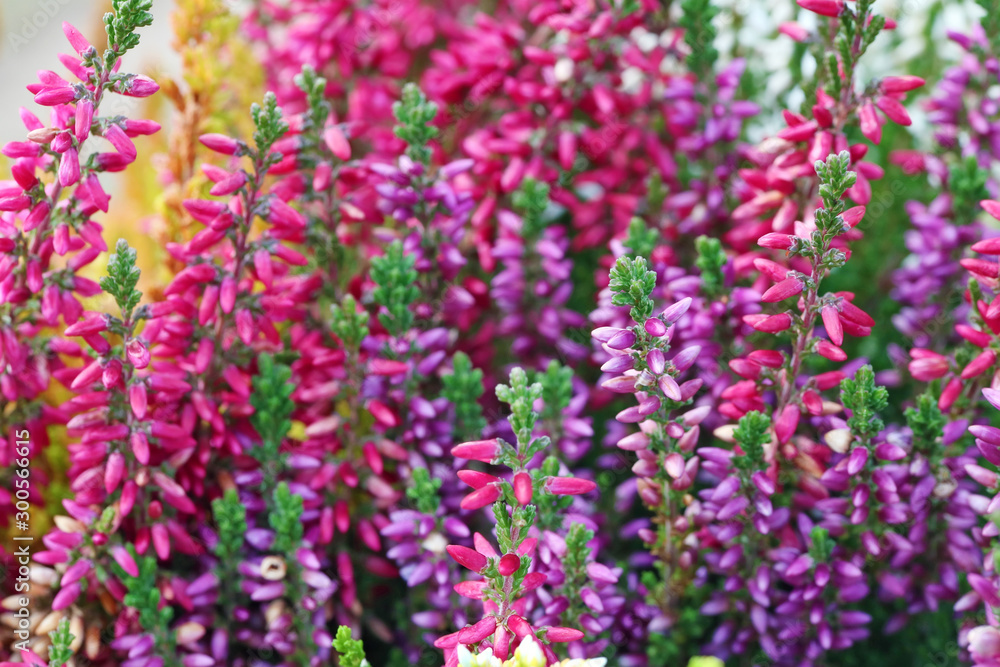 Fototapeta premium Multicolored lavender autumn flowers background