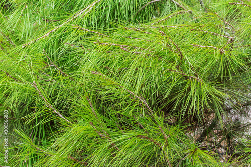 Bright green grass background