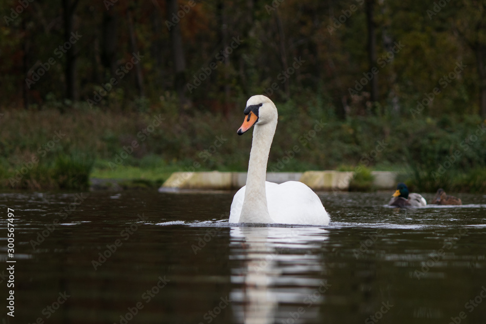 Beautiful swan on lake in Belgium during fall season Beautiful swan on lake in Belgium during fall season