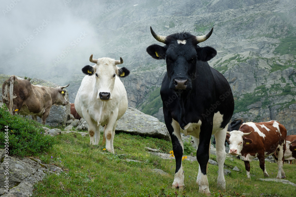 Several cows with horns are standing on an alpine meadow in the Italian Alps