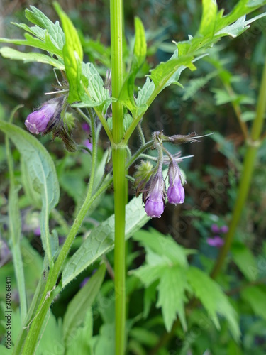 common comfrey (Symphytum officinale) in flower
