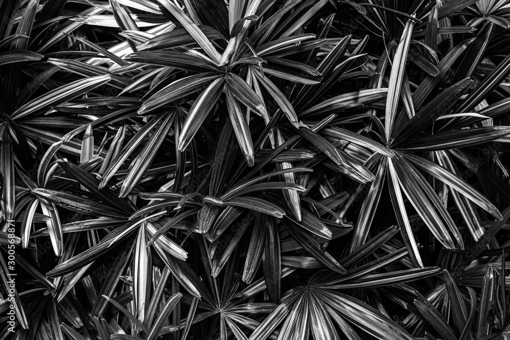 abstract monochrome leaf texture, nature pattern background, tropical leaf abstract monochrome leaf texture, nature pattern background, tropical leaf