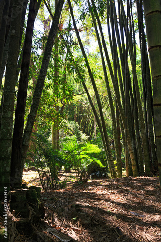 Bamboo Forest with the sun shining through the tree canopy, Brazil