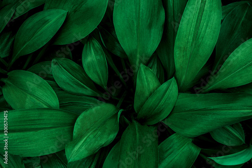 green leaf background, tropical leaf, abstract green leaf texture