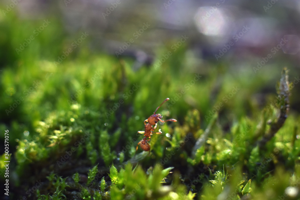 Red ant that walk on green grass. Macro shot. Red ant that walk on green grass. Macro shot.