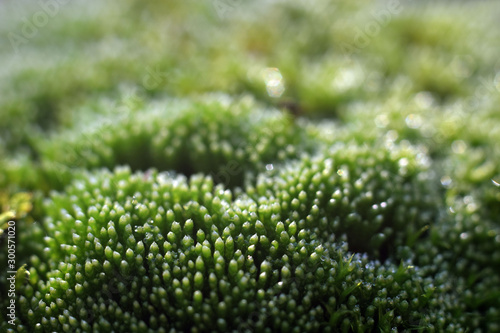 Beautiful green moss with selective focus. Macro shot