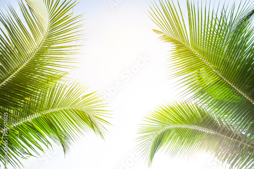 tropical palm leaf background, coconut palm trees perspective view