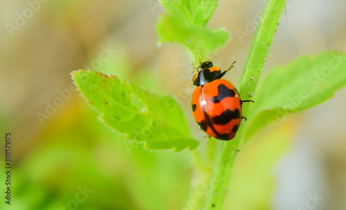 Insect Beetle. Red ladybug black spot on green leaves