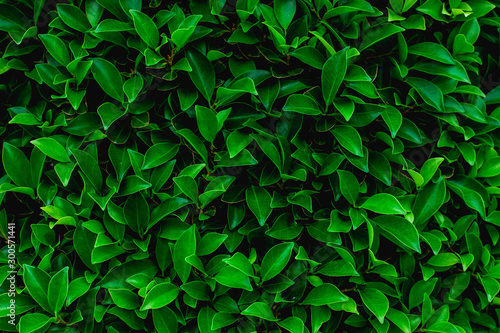 abstract green leaf texture, nature background, tropical leaf