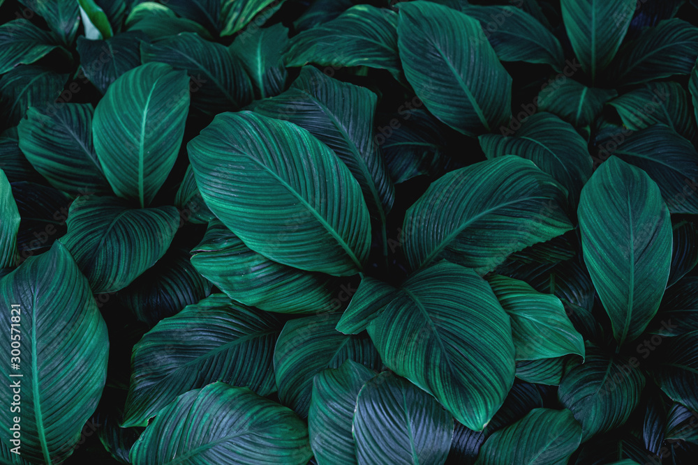 Plakat liście Spathiphyllum cannifolium, streszczenie tekstura zielony, tło przyrody, tropikalny liść