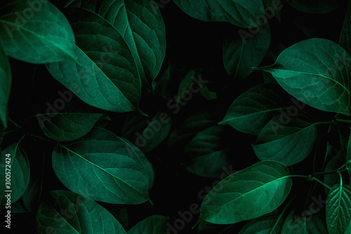  closeup tropical green leaves texture and dark tone process, abstract nature pattern background