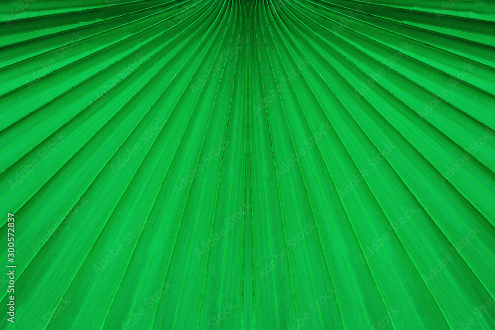Obraz premium tropical palm leaf and shadow, abstract natural green background