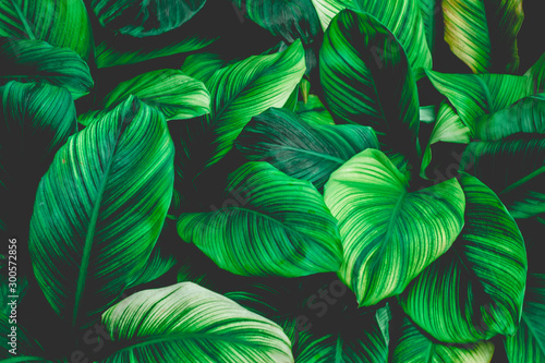 Fototapeta Naklejka Na Ścianę i Meble -  leaves of Spathiphyllum cannifolium, abstract green texture, nature background, tropical leaf