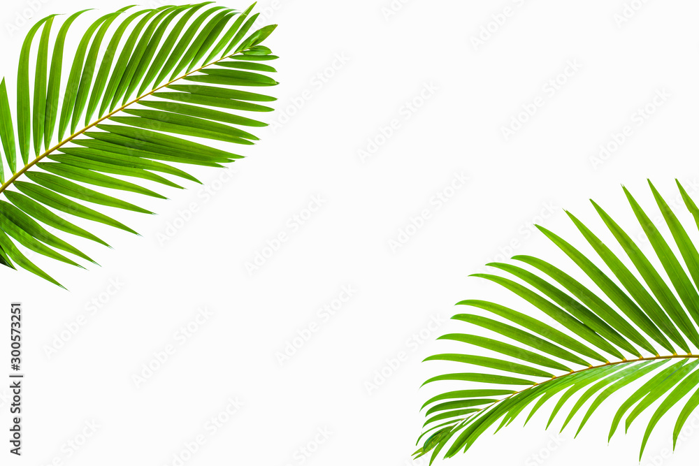 Obraz premium leaves of coconut isolated on white background