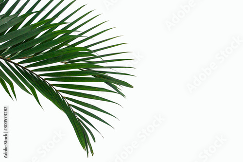 leaves of coconut isolated on white background