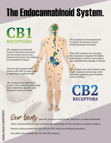 the human endocannabinoid system,effect CB1 and CB2 on body,vector infographic on white background.