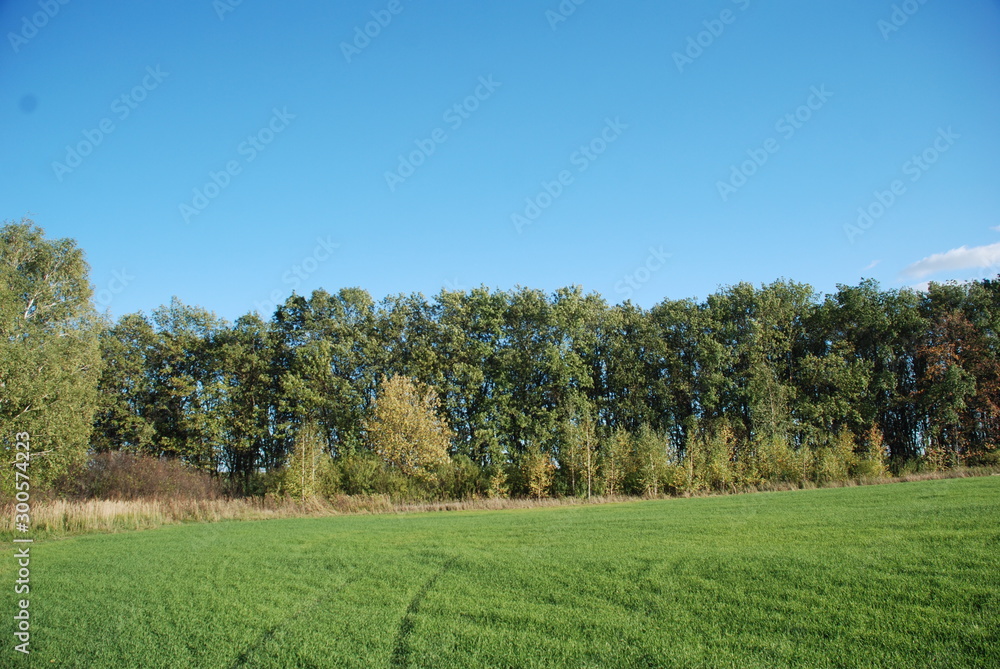 landscape with trees and blue sky