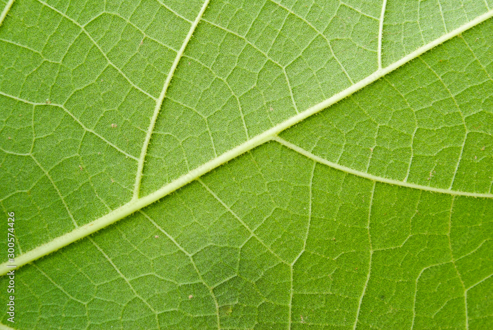 Texture of a green leaf as background Texture of a green leaf as background