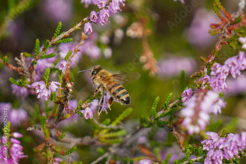 butterfly on flower