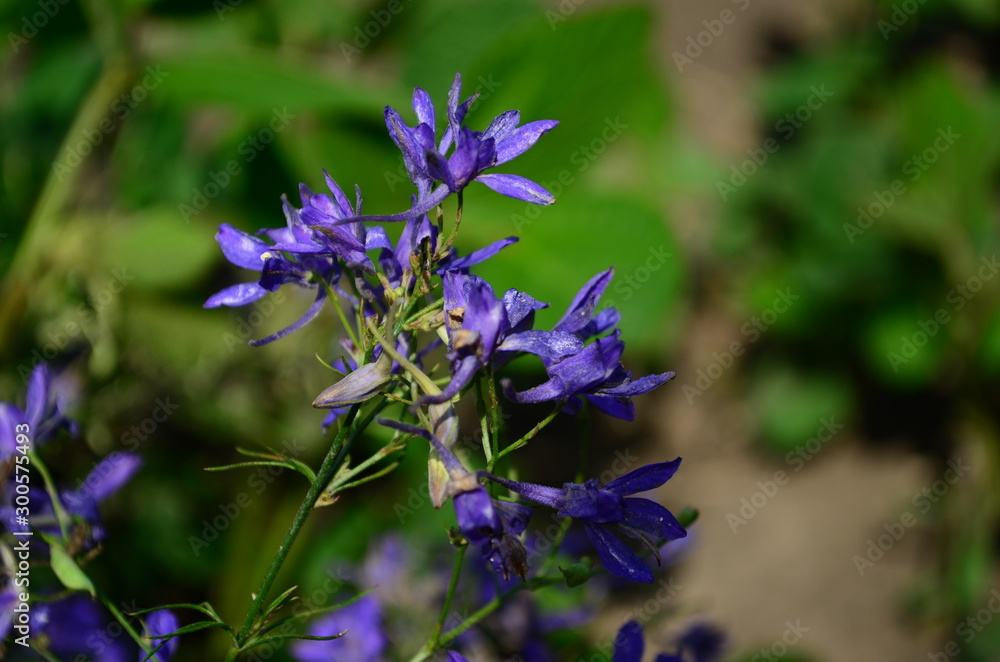 Fototapeta premium Rays of the setting sun on blue flowers- meadow flowers