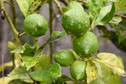 Grupo de limones verdes en el árbol, bajo la lluvia.