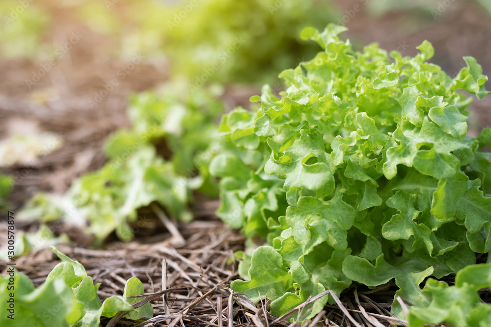 Farming Organic Green Oak Lettuce vegetable garden leaves on the plant plot in the morning light. Agriculture bio eco production concept. soft focus.  Shallow depth of field with focus on the seedling