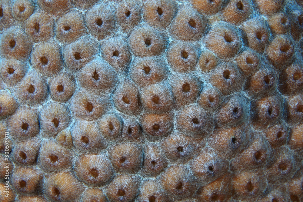 Close up of coral structure Close up of coral structure