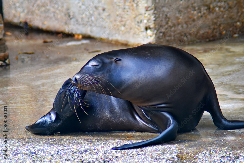 Fototapeta premium black seal, shiny and wet on a stone surface