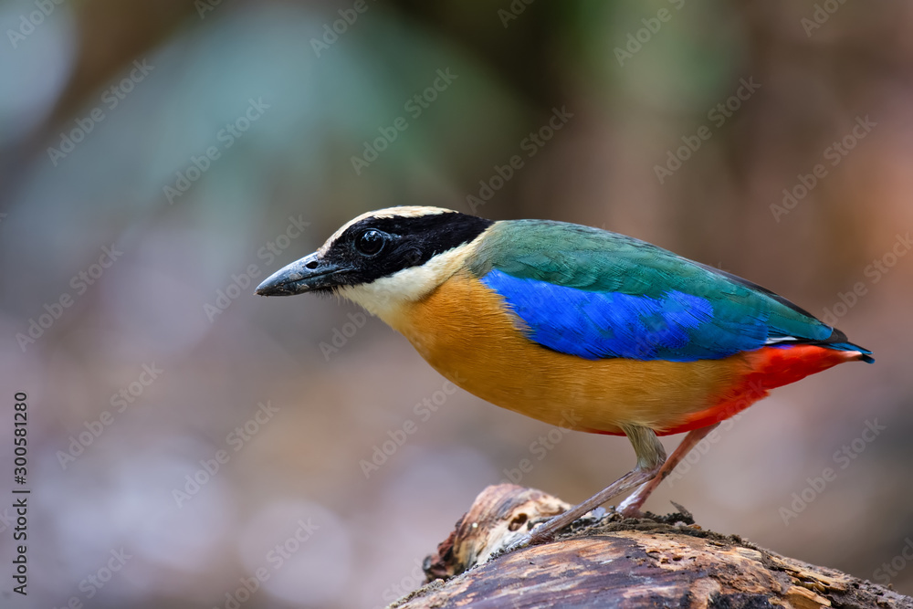 Obraz premium close up Pitta Bird
