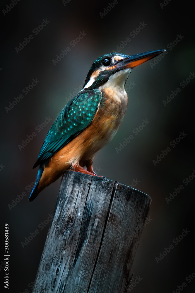 Fototapeta premium Little kingfisher bird