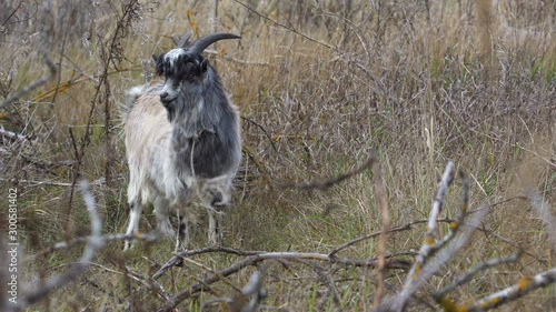 Funny break away goat in a wild nature 