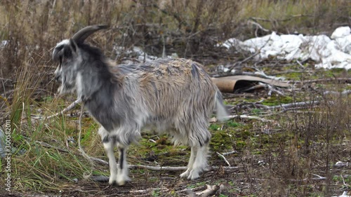Frightened escaped goat in a wild nature 