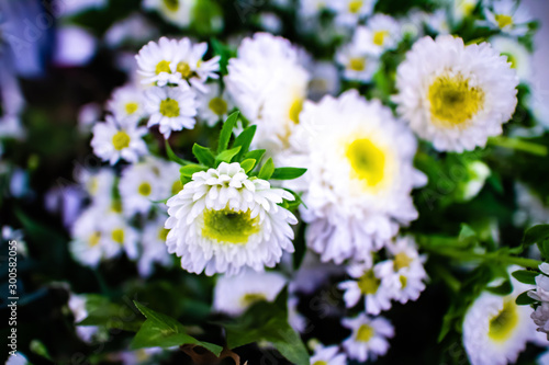 A bouguet of white Daisy flowers