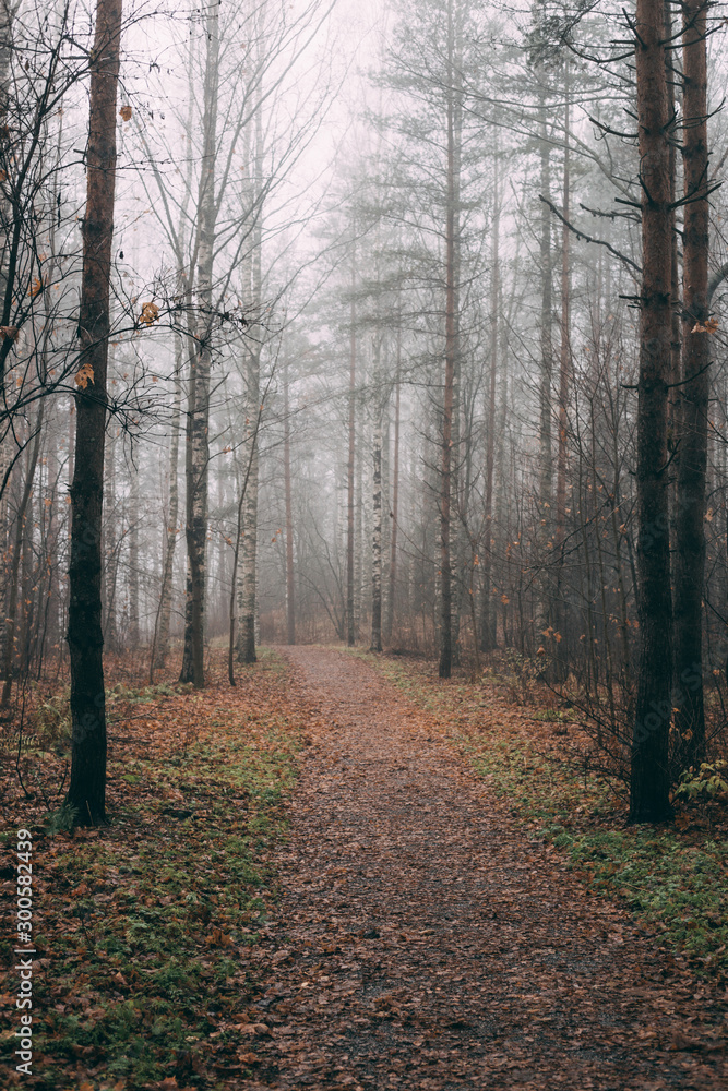Fototapeta premium misty forest a foggy autumn day