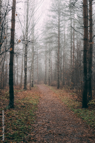 misty forest a foggy autumn day