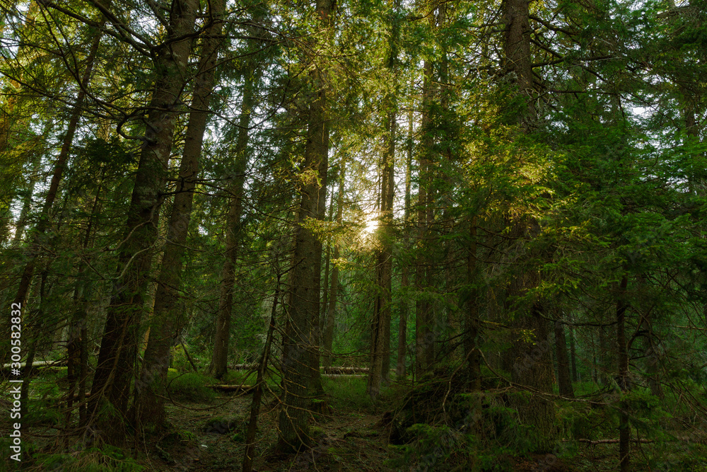morning in the forest morning in the forest