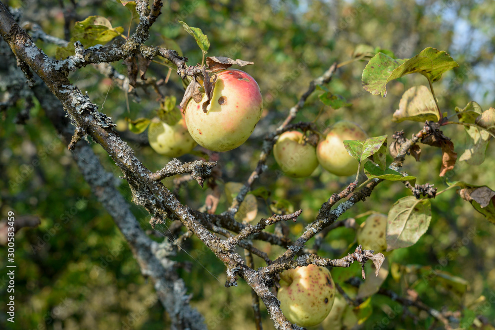 Obraz premium apple on a branch