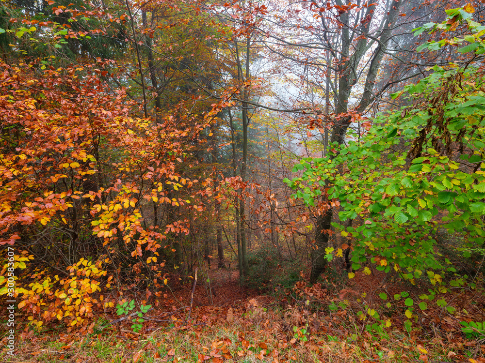 Foliage in autumn - Walk in the mountains