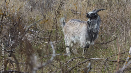 Funny escaped goat in a wild nature 
