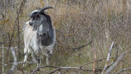 Zoom in on goat in a wild nature 