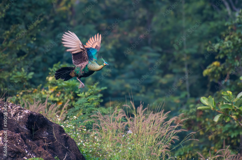 Naklejka premium The female peacock flew out of the rock. To find food in nature.