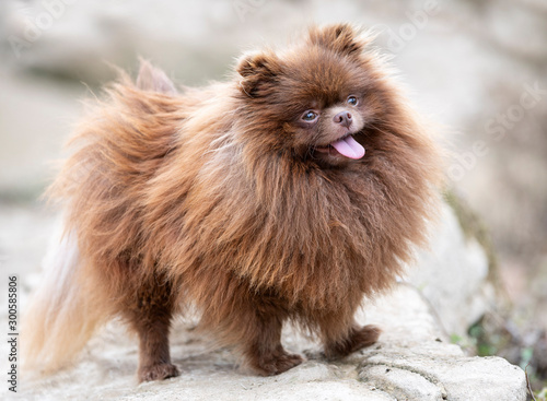 pomeranian in nature photo