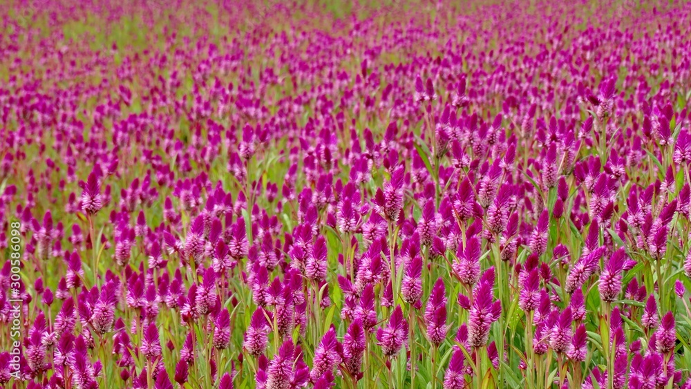 Beautiful purple feather cockscomb flowers blossom in the field. Feather cockscomb flower is know as Celosia, a small genus of edible and ornamental plants. Beautiful purple feather cockscomb flowers blossom in the field. Feather cockscomb flower is know as Celosia, a small genus of edible and ornamental plants.