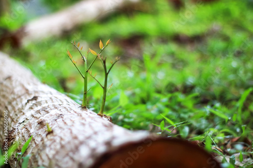 Trees that try to regenerate from  piece of wood