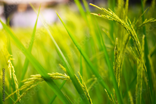 The green rice fields filled the rice fields that came out beautifully.