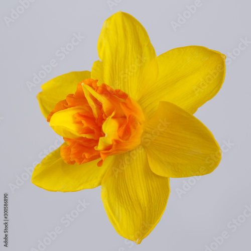 Bright yellow-orange daffodil flower isolated on gray background.